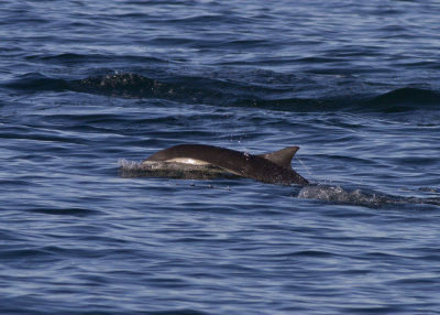 Common Dolphin