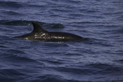 Common Dolphin