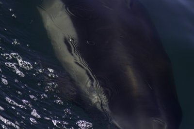 Common Dolphin