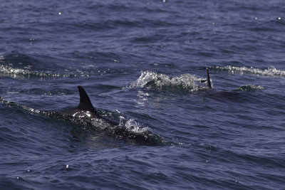 Common Dolphin