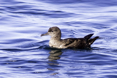 Sooty Shearwater