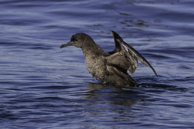 Sooty Shearwater