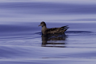 Sooty Shearwater