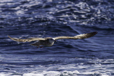 Thayer's Gull