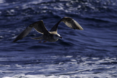 Thayer's Gull