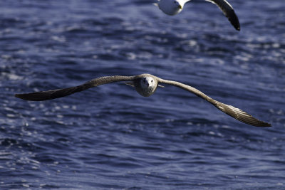 Thayer Gull