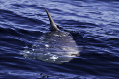 Mola-Mola (Ocean Sunfish)