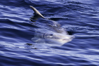 Mola-Mola (Ocean Sunfish)