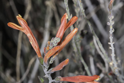 Chuparosa (Justicia californica)