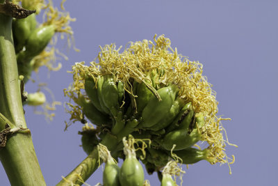 Desert Agave (Agave deserti)