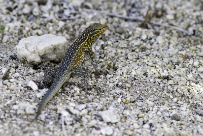 Desert Side-blotch Lizard  (Uta stansburiana stejnegeri)