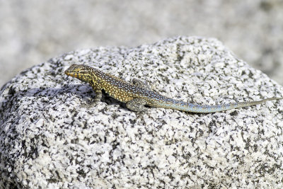 Desert Side-blotch Lizard  (Uta stansburiana stejnegeri)