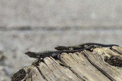 Desert Side-blotch Lizard  (Uta stansburiana stejnegeri)