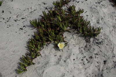 Sea Fig (Carpobrotus edulis)