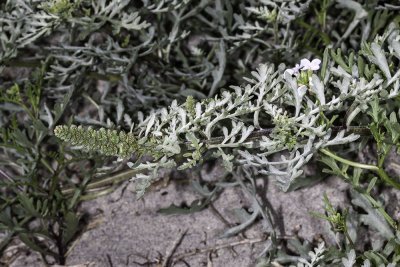 Beach -bur ( Ambrosia chamissonis )