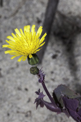 False Deandelion (Hypochaeris flabra))