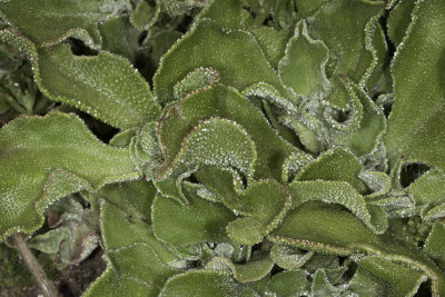 Crystalline Iceplant  (Mesembryanthemum crystallinum)