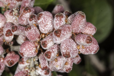 Lemonadeberry  (Rhus integrifolia)