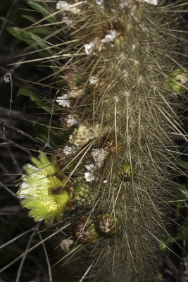 Golden Club Cactus (<em>Bergerocactus emoryi</em>)