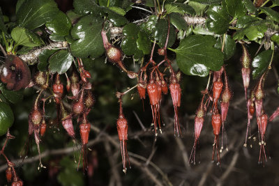 Fuchsia-flowered Gooseberry (Ribes speciosum)