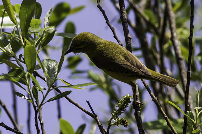 Orange-crowned Warbler