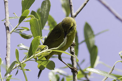 Orange-crowned Warbler