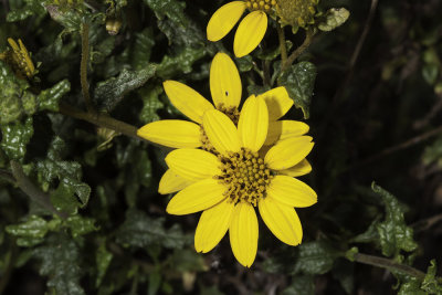 San Diego Sunflower (Viguiera laciniata)