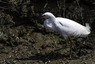 Snowy Egret