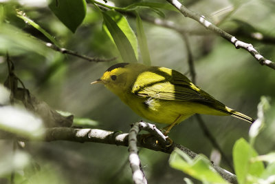 Wilson's Warbler