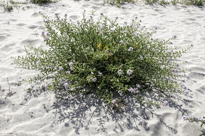 Wild Raddish (Raphanus sativus)