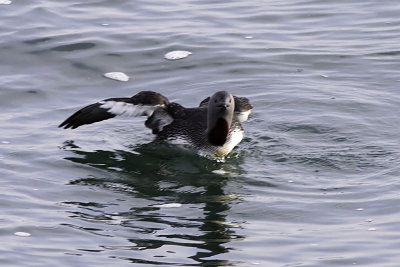 Red-throated Loon