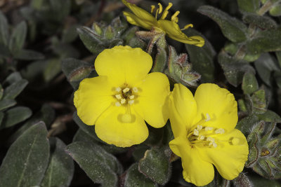 Beach Evening Primrose (Camissonia cheiranthifolia)