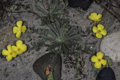 Beach Evening Primrose (Camissonia cheiranthifolia)