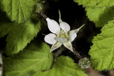 California Blackberry (Rubus ursinus)