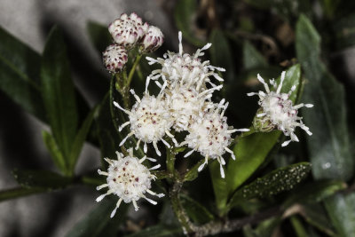 Mulefat (Baccharis salicifolia)