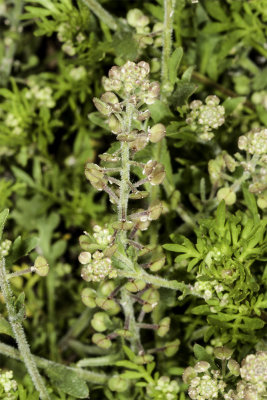 Wayside Peppergrass (Lepidium oblongum)