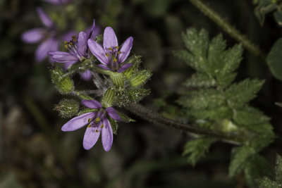 Red-stem Filaree (Erodium cicutarium))