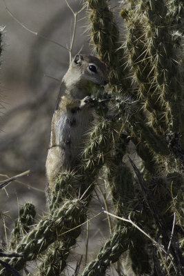 Antelope Ground Squirrel