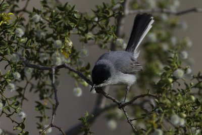 Blue-gray Gnatcatcher