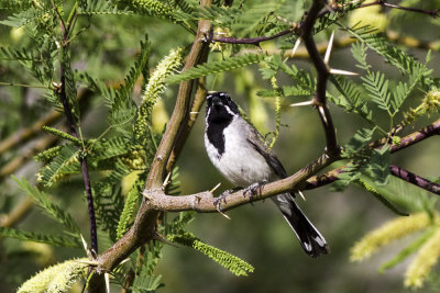 Black-throated Sparrow
