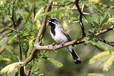 Black-throated Sparrow