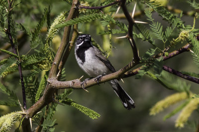 Black-throated Sparrow