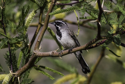 Black-throated Sparrow