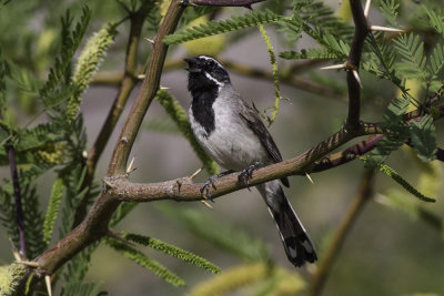 Black-throated Sparrow