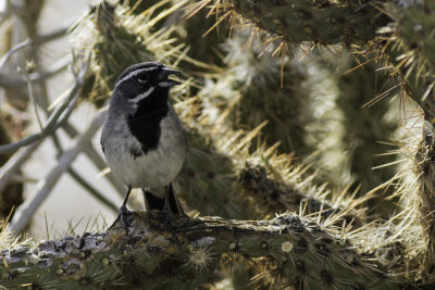 Black-throated Sparrow