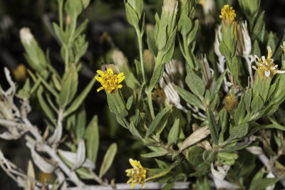 California Trixis (Trixis californica)