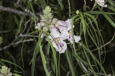 Desert Willow (<em>Chilopsis linearis arcuata</em>)