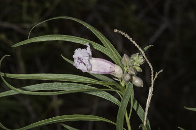 Desert Willow (Chilopsis linearis arcuata)