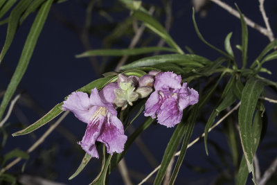 Desert Willow (Chilopsis linearis arcuata)