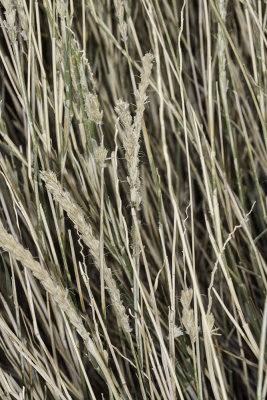 Galleta Grass (Pleuophis rigida)